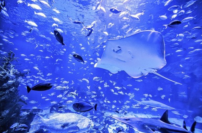 Aquaria Phuket im Central Phuket mit Unterwasserwelt und Familienerlebnis