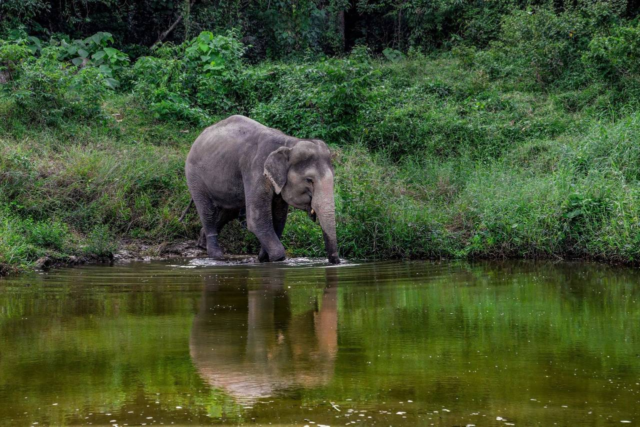 Elefant am Wasser im Bukit Elephant Park Phuket
