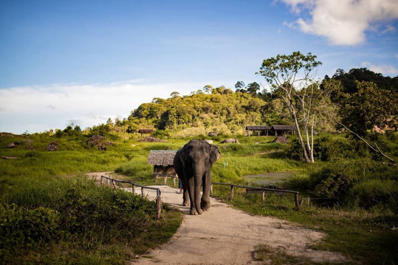 Elefant in der Landschaft des Bukit Elephant Park Phuket