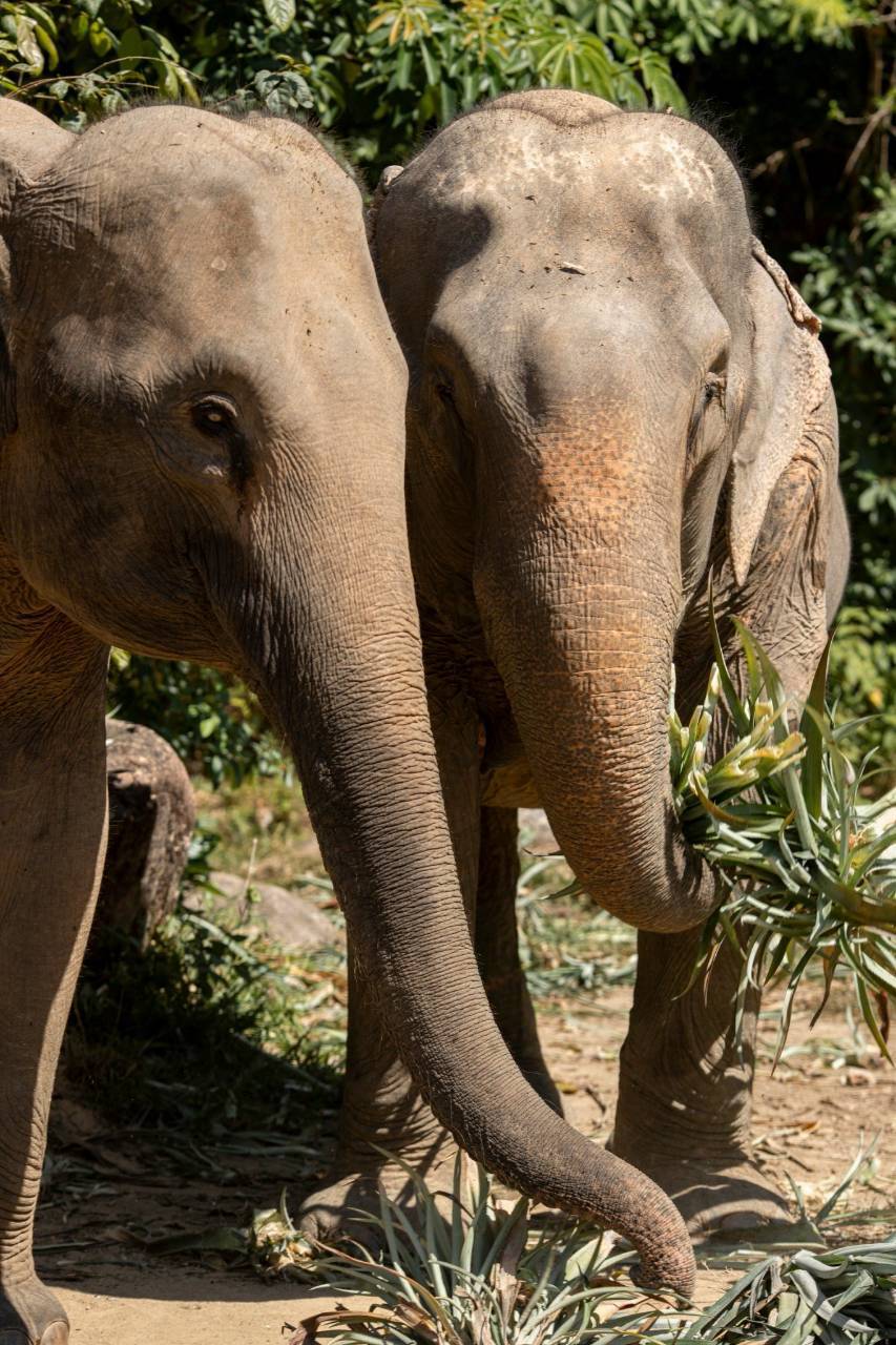 Zwei Elefanten im Bukit Elephant Park Phuket