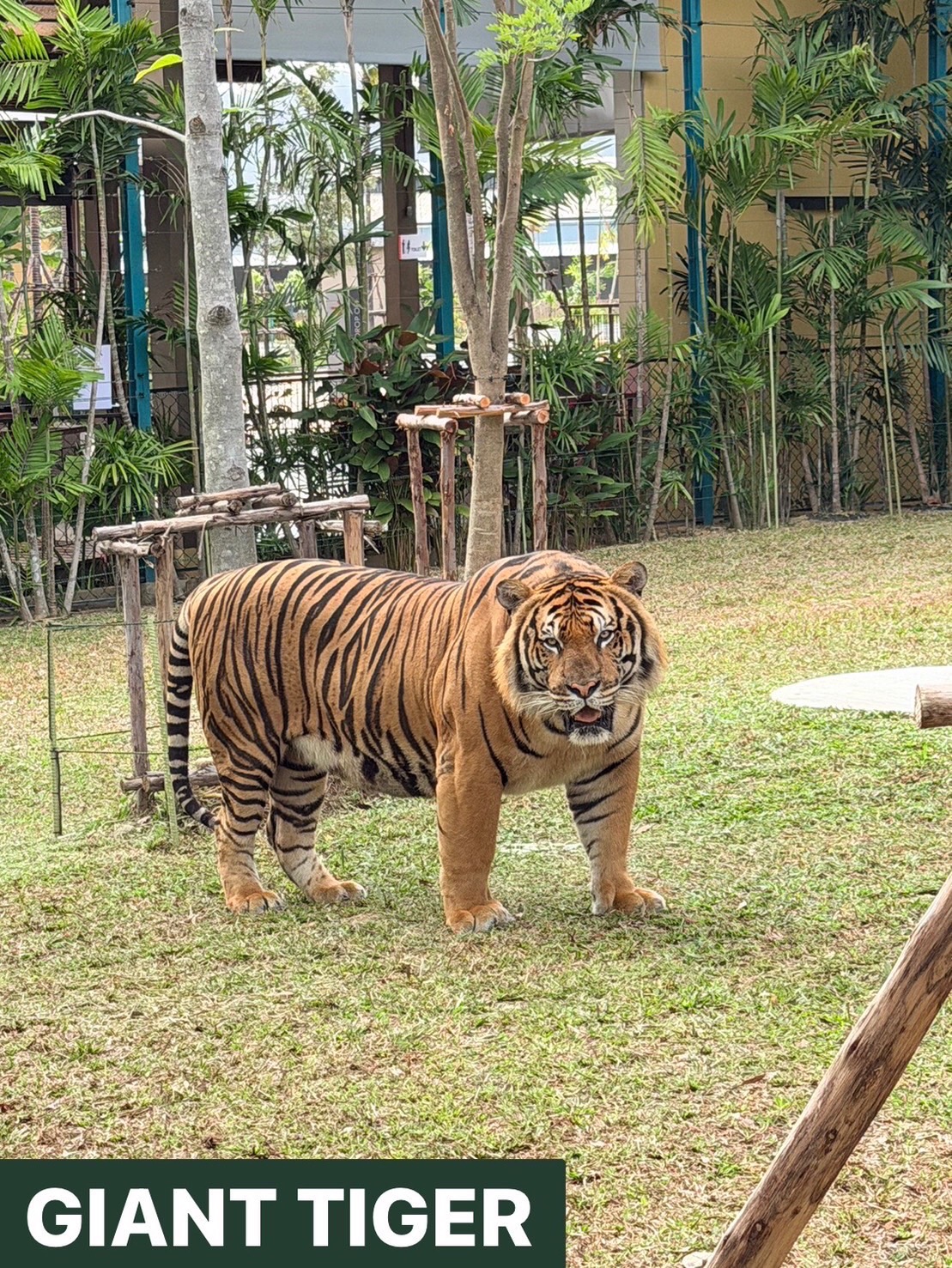 Giant Tiger im Tiger Park Kathu Phuket