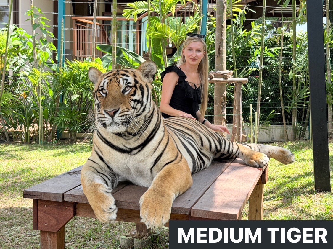 Tiger im Tiger Park Kathu Phuket