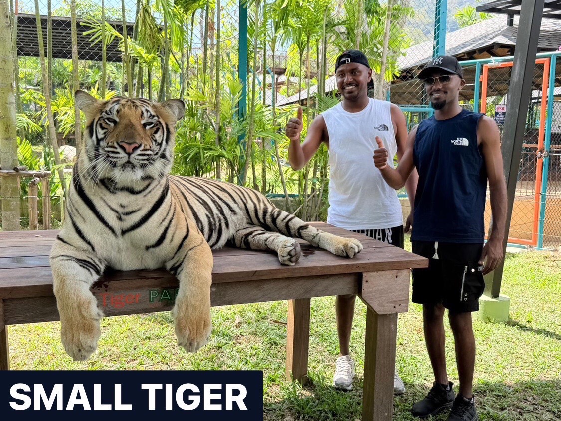 Small Tiger im Tiger Park Kathu Phuket