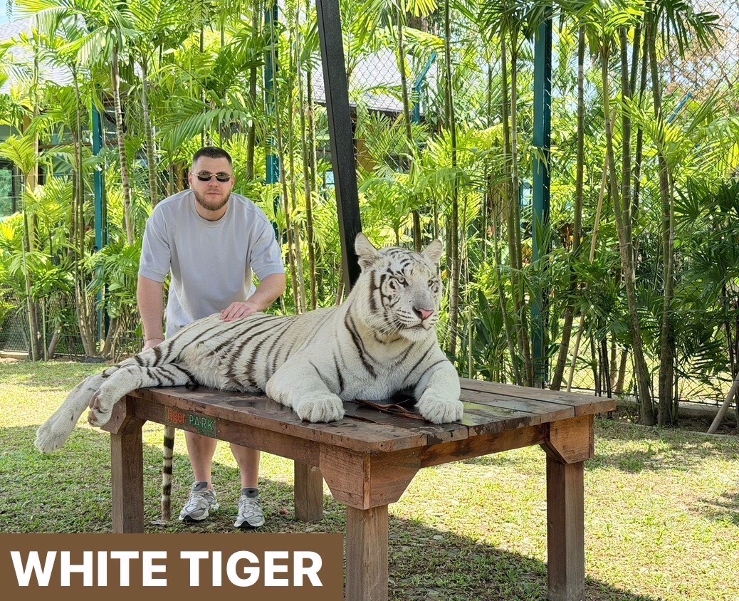 White Tiger im Tiger Park Kathu Phuket