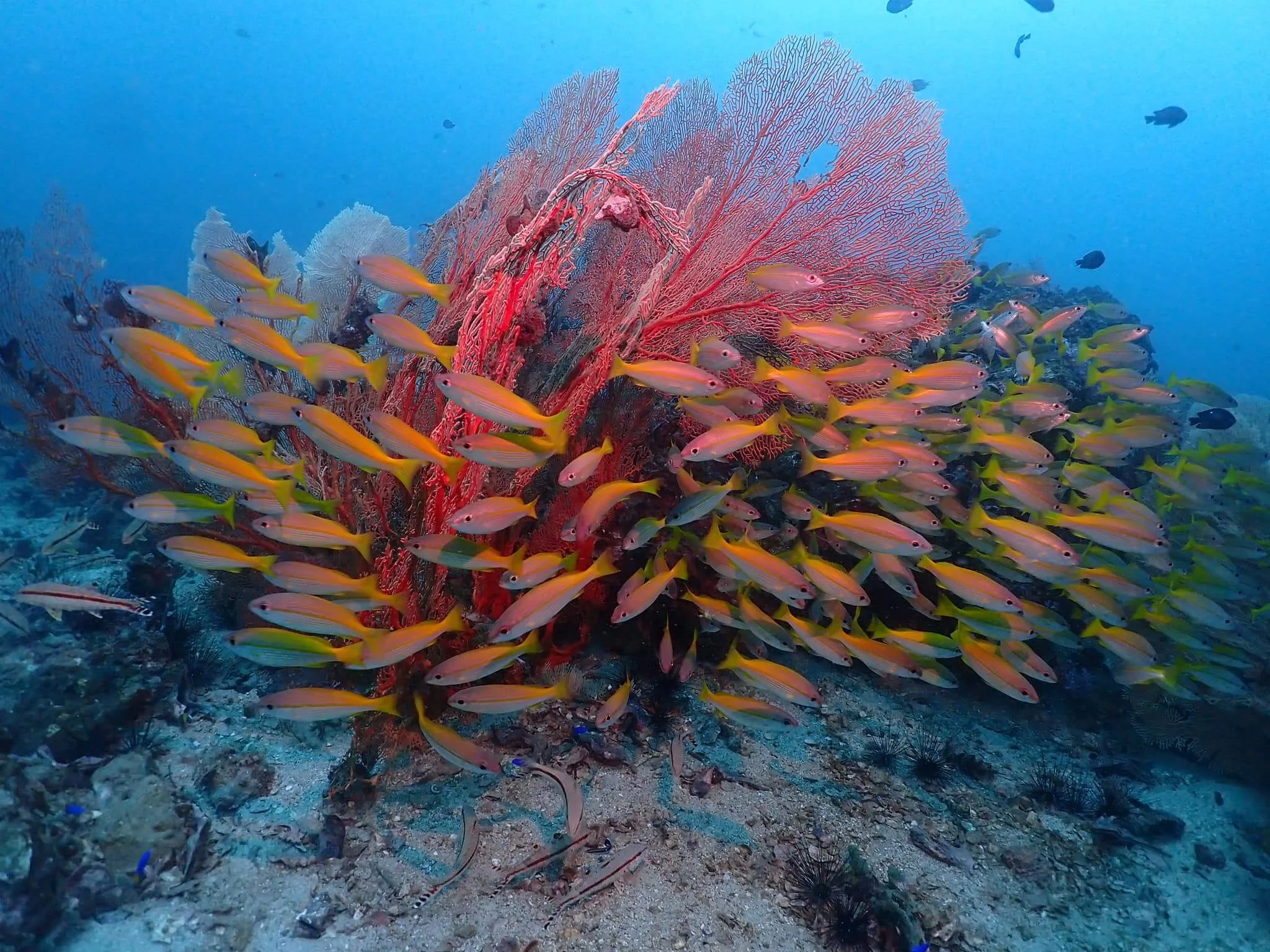 Tropische Rifffische schwimmen vor roten Fächerkorallen