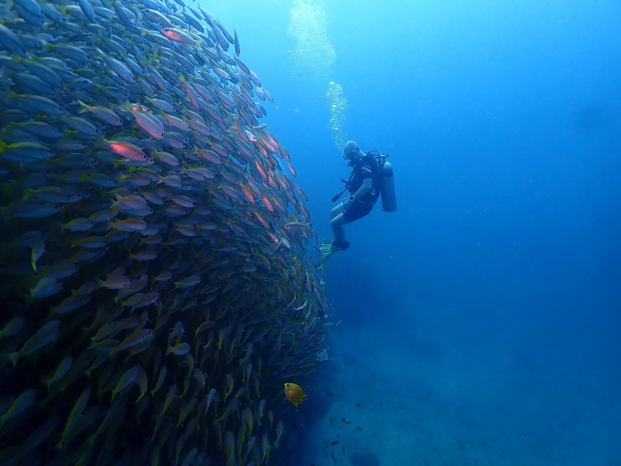 Taucher beobachtet einen großen tropischen Fischschwarm