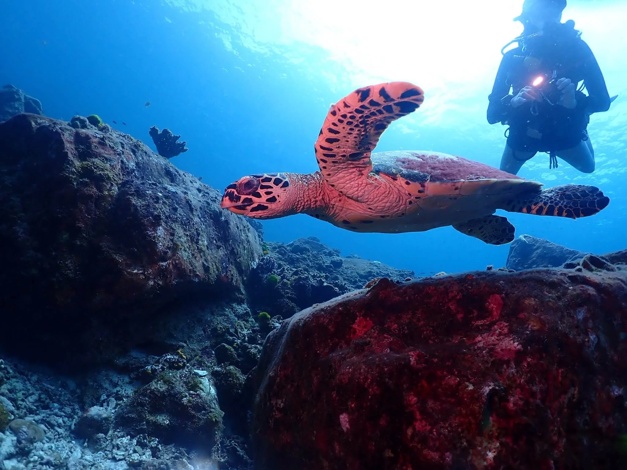 Meeresschildkröte in der tropischen Unterwasserwelt beim Tauchen auf Phuket