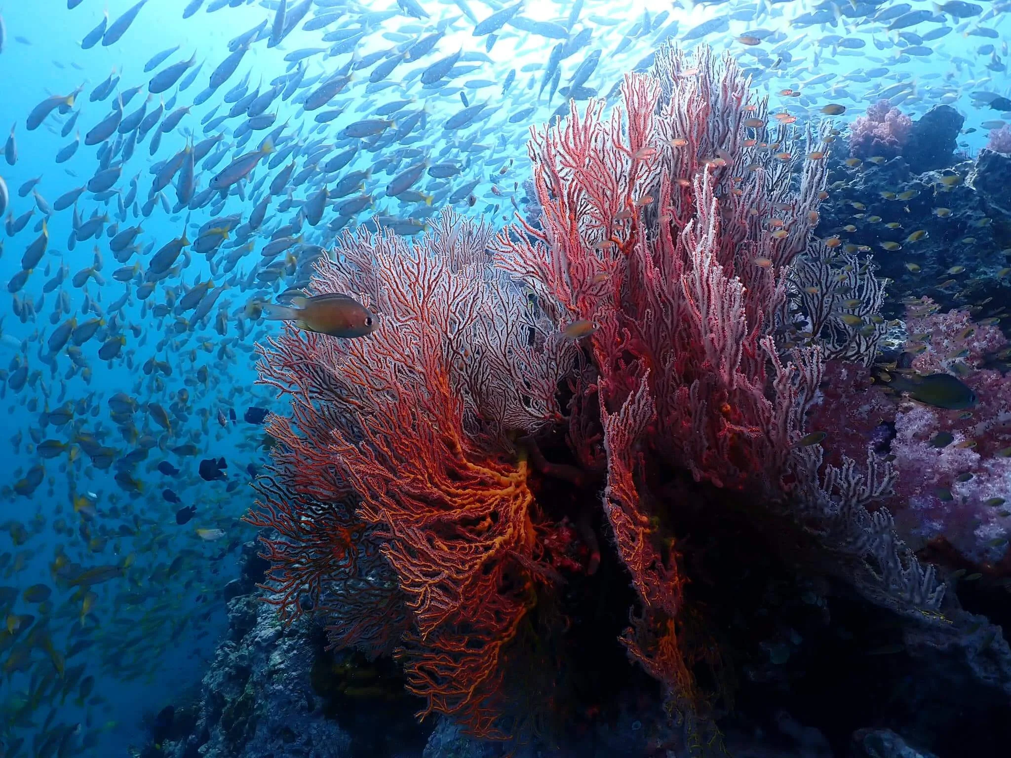 Fischschwärme in einer tropischen Unterwasserlandschaft